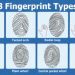 Why Are Everyone's Fingerprints Different? A Unique Secret Carried Since the Womb