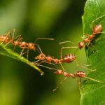 Where Do Ants Come From When Sweet Food Is Left in a Closed Room?