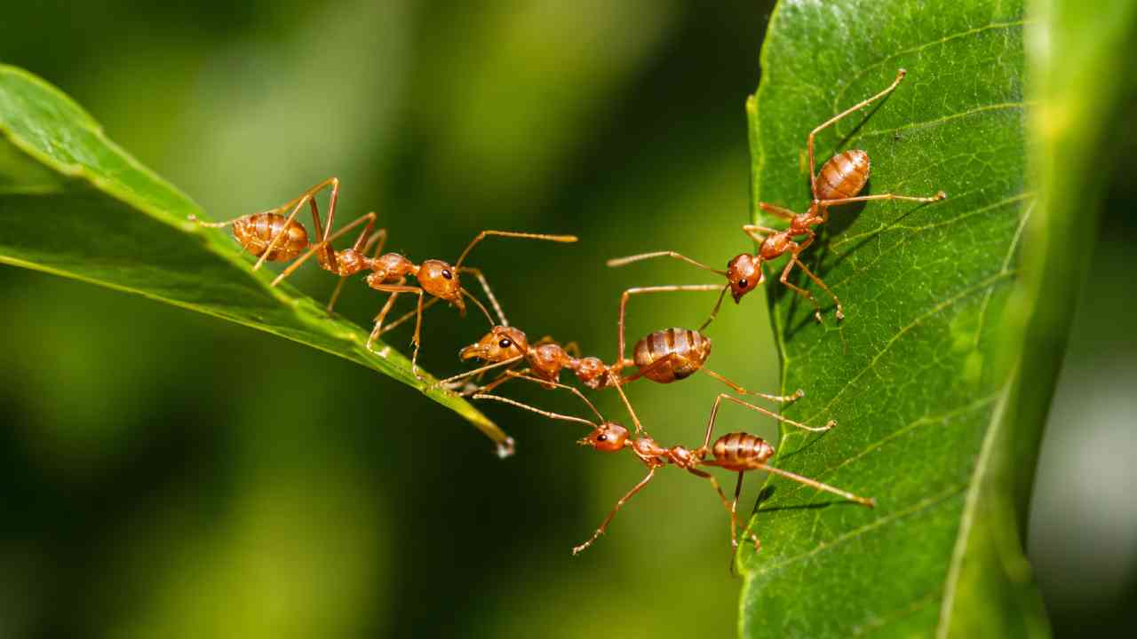Where Do Ants Come From When Sweet Food Is Left in a Closed Room?