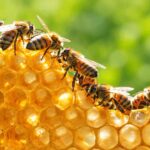 How Do Bees Find Their Way Home and Why Do They Attack?
