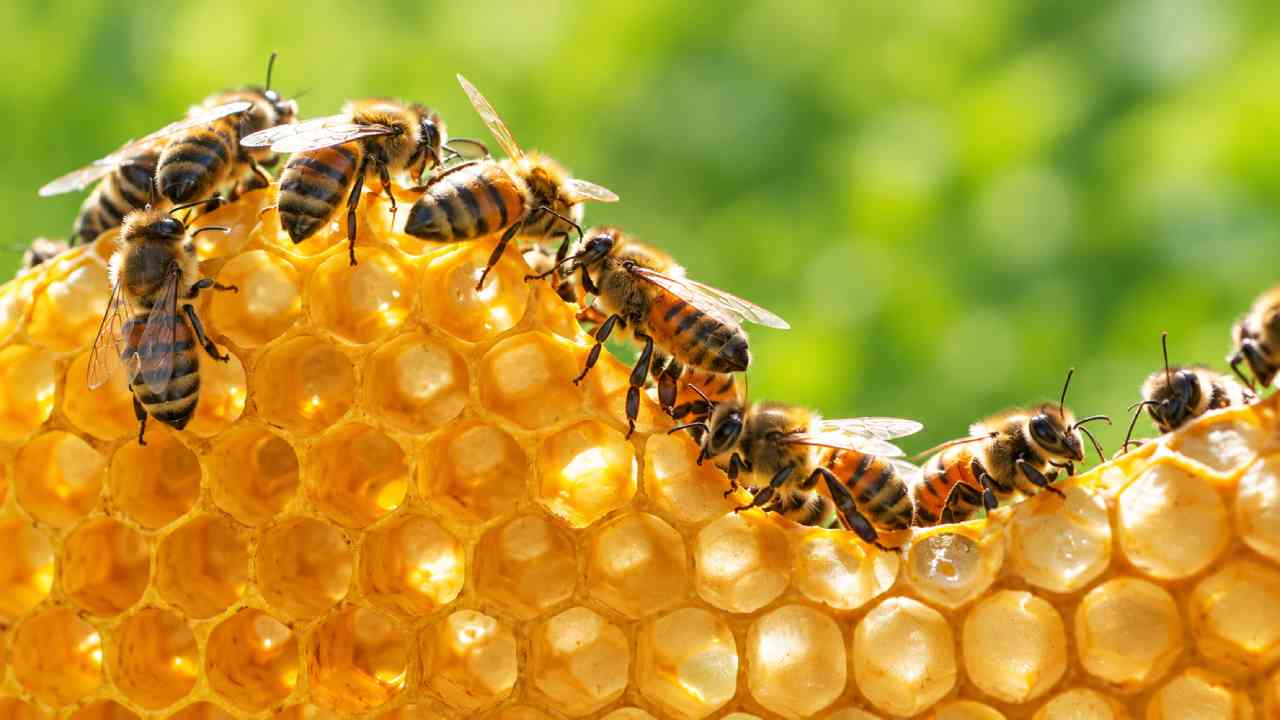 How Do Bees Find Their Way Home and Why Do They Attack?