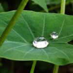Why Does Water Roll Off Taro Leaves Without Soaking Them?