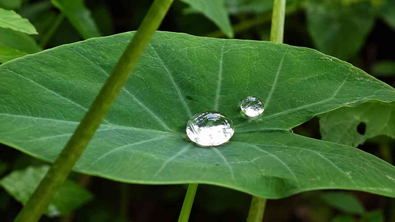 Why Does Water Roll Off Taro Leaves Without Soaking Them?